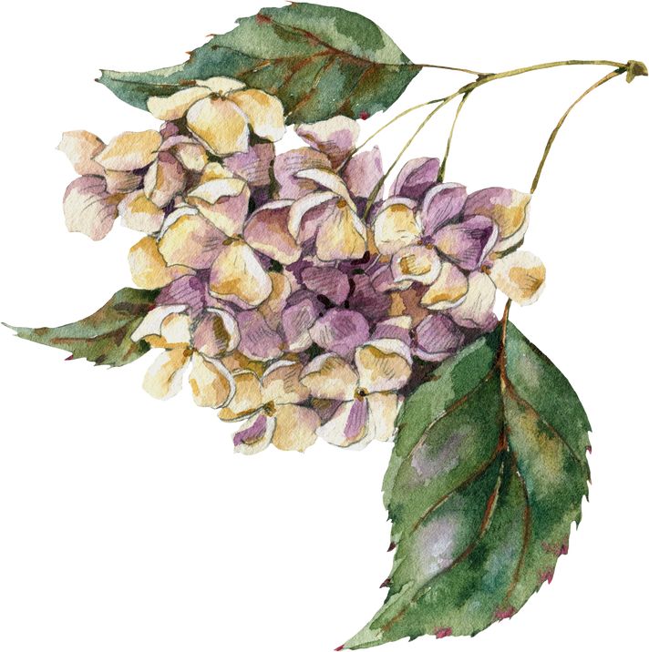 Watercolor Hydrangea Flowers